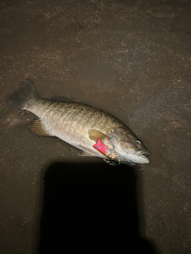 スモールマウスバスの釣果