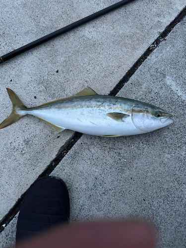 イナダの釣果