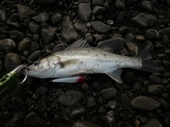 セイゴ（マルスズキ）の釣果