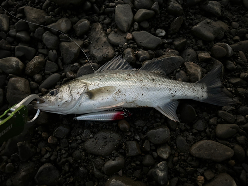 セイゴ（マルスズキ）の釣果