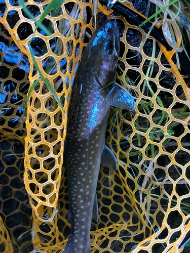 アメマスの釣果