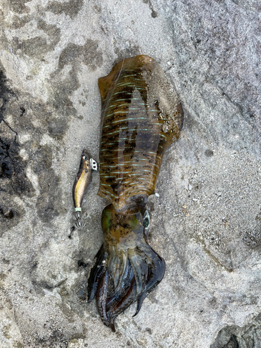 アオリイカの釣果