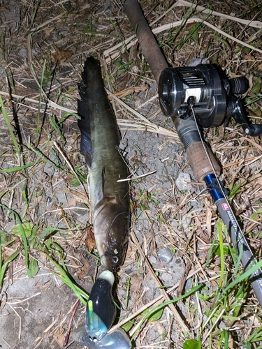 ナマズの釣果