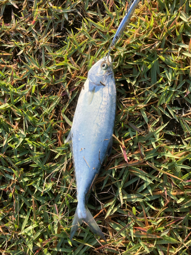 イケカツオの釣果