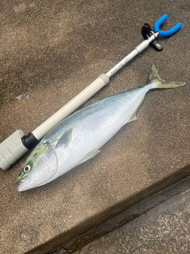 イナダの釣果