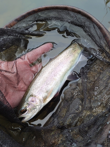 ニジマスの釣果