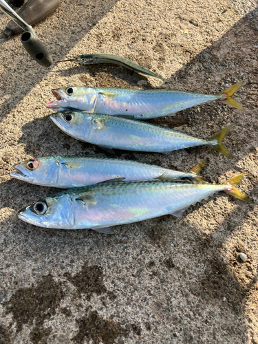 サバの釣果