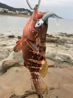 キジハタの釣果