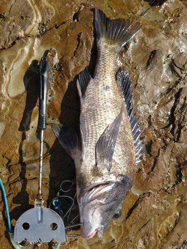 チヌの釣果