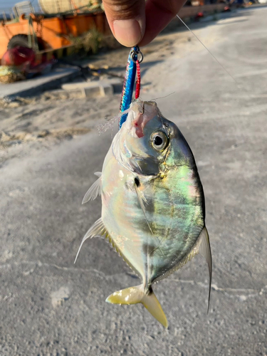 イトヒキアジの釣果