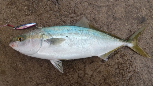 ワカシの釣果