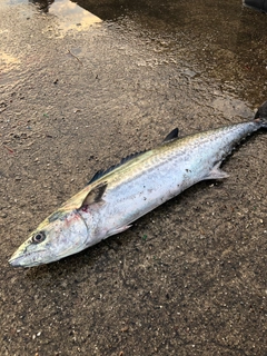 サゴシの釣果