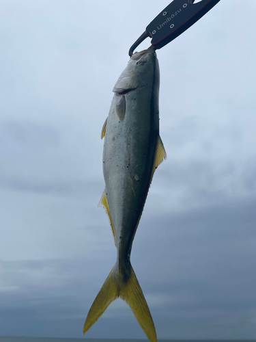 ワカシの釣果