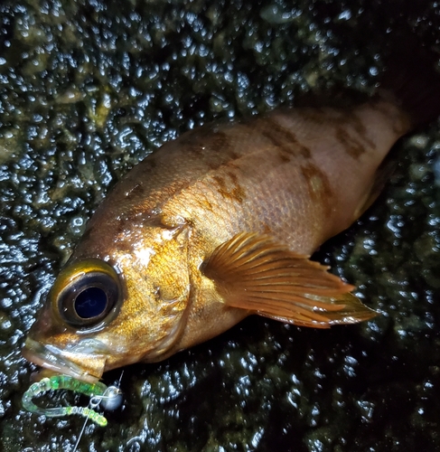 メバルの釣果