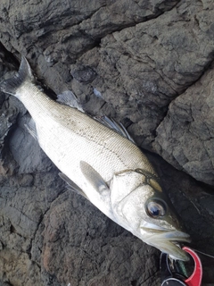 ヒラスズキの釣果