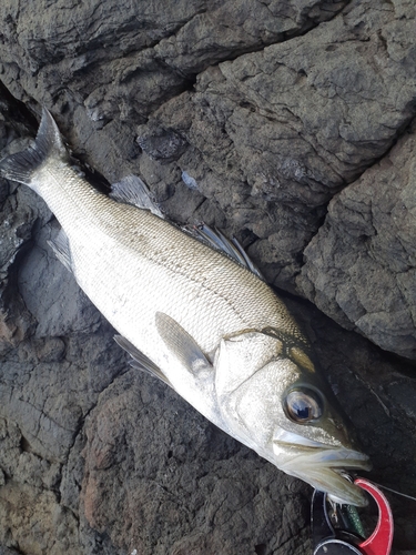 ヒラスズキの釣果