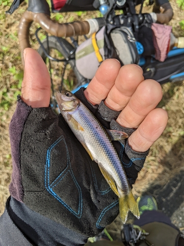 カワムツの釣果