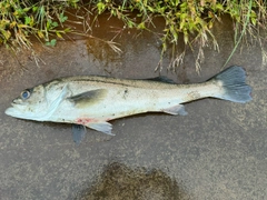 マルスズキの釣果