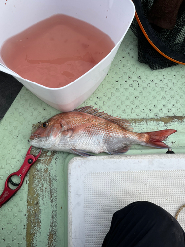 マダイの釣果