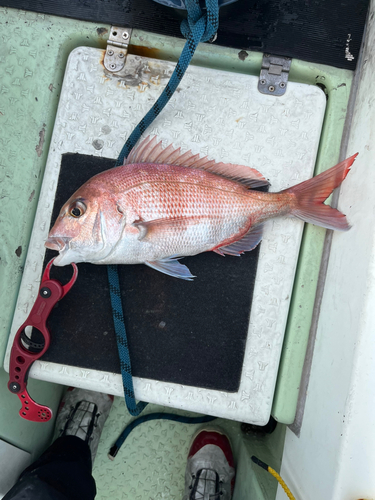 マダイの釣果