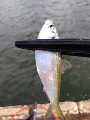 コハダの釣果