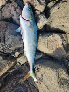 メジロの釣果