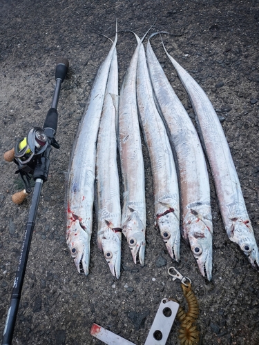 タチウオの釣果