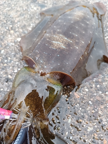 アオリイカの釣果