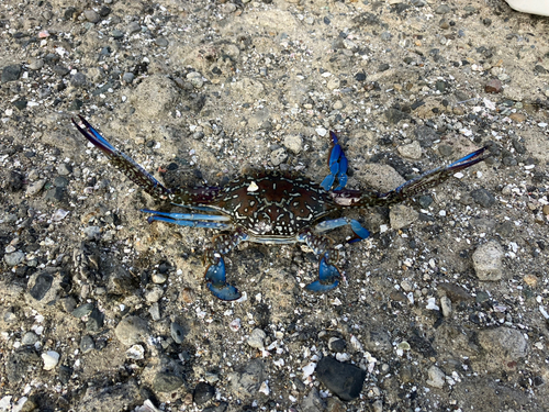 タイワンガザミの釣果