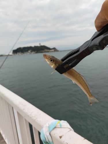 シロギスの釣果