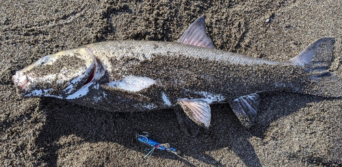 ウグイの釣果