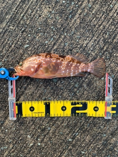 キジハタの釣果