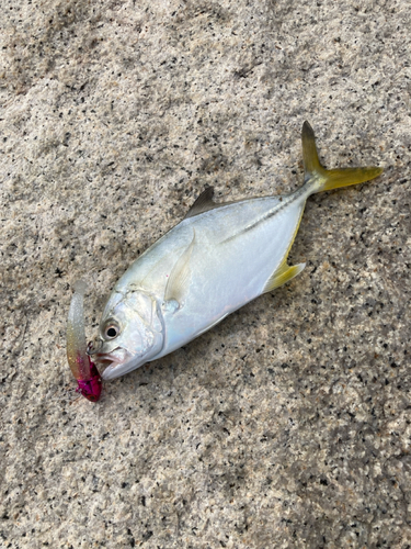 メッキの釣果