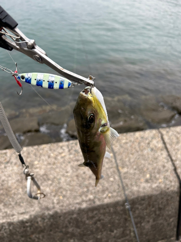 サゴシの釣果