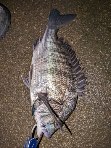 クロダイの釣果