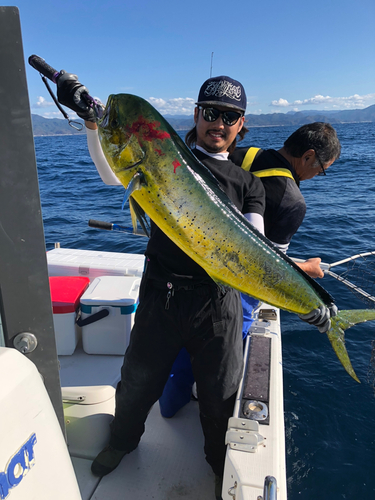 シイラの釣果