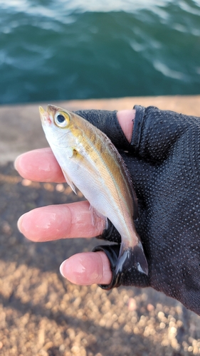 イサキの釣果