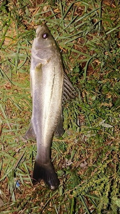 フッコ（マルスズキ）の釣果