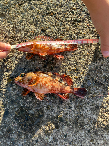 カサゴの釣果