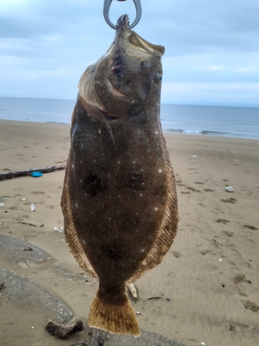 ソゲの釣果