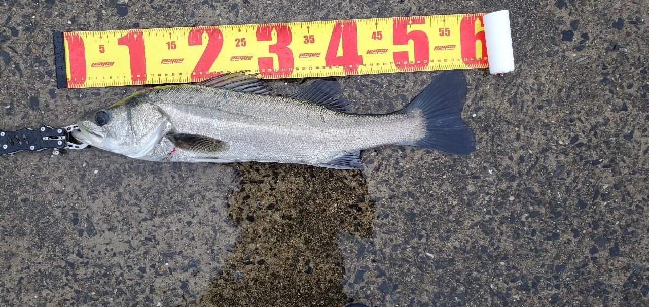 フッコ（マルスズキ）