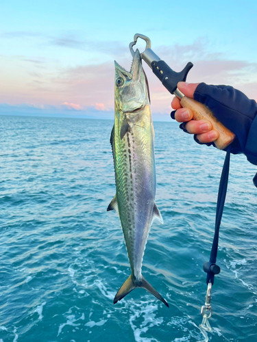 サゴシの釣果