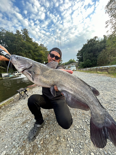 アメリカンキャットフィッシュの釣果