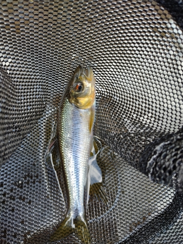 カワムツの釣果