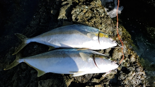 ヒラマサの釣果