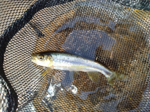 カワムツの釣果