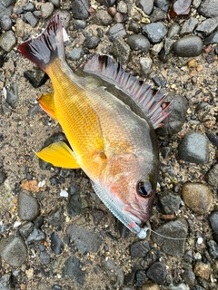 オキフエダイの釣果