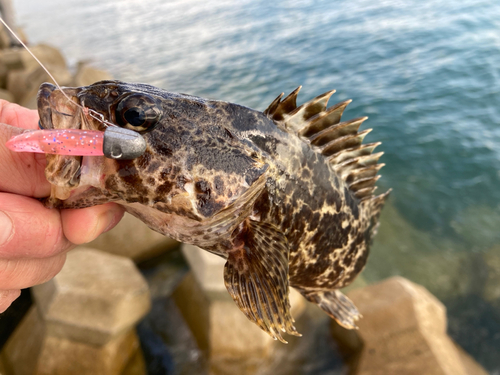 タケノコメバルの釣果