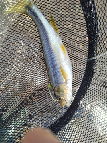 カワムツの釣果