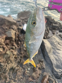 イナダの釣果